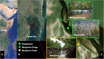 Dissolved Oxygen in Heterogeneous Environments Dictates the Metabolic Rate and Thermal Sensitivity of a Tropical Aquatic Crab